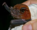 Noctilio albiventris.jpg