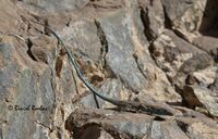 Omanosaura cyanura.jpg