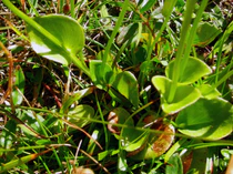Parnassia palustris leaf.JPG