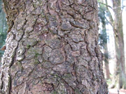 Picea smithiana1.jpg