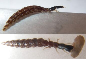 Rhaphidioptera-larva.jpg