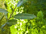 Salix fragilis 005.jpg