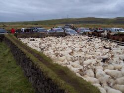 Skaftholtsrettir 2004.JPG