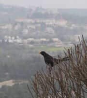 Turdus merula (male)-Jerusalem Mountains.jpg