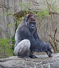 WesternLowlandGorilla03.jpg