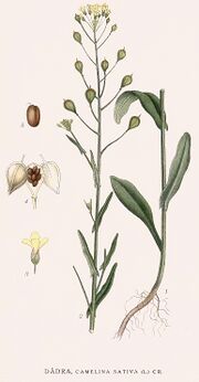 203 Camelina sativa.jpg