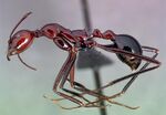 Aphaenogaster swammerdami casent0489647 profile 1.jpg