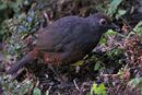 Black-throated Huet-huet argentina.jpg