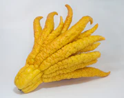 Buddhas hand 1.jpg
