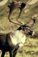 Caribou elk animal.jpg
