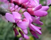 Cercis Siliquastrum.jpg