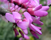 Cercis Siliquastrum.jpg