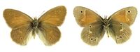 Coenonympha tullia SLU.JPG
