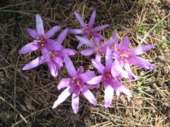Colchicum bulbocodium5.jpg