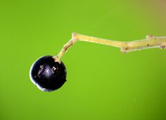 Curry leaf tree (fruit).jpg