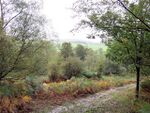 Eridge Park.JPG