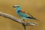 Eurasian Roller - Castuera - Extremadura S4E5843 (14738356884).jpg