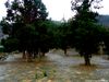 Juniper tree at Quaid-e-Azam residency.jpg