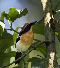 Lühder's Bushshrike.jpg