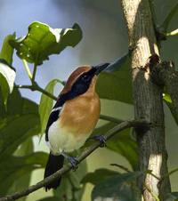 Lühder's Bushshrike.jpg