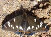 Limenitis populi-02.jpg