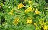 Medicago falcata bgiu.jpg