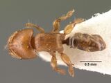 Melissotarsus beccarii casent0101464 dorsal 1.jpg
