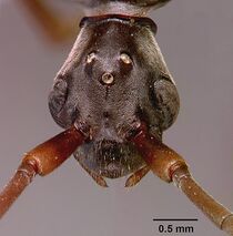 Pachycondyla analis sam-hym-c000749a head 1.jpg