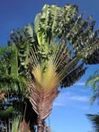 Ravenala madagascariensis Maui.jpg