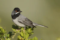 Ruppell's warbler.jpg