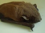 Scotophilus kuhlii (Bukidnon, Philippines) 5.jpg