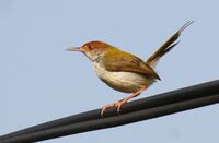 Tailorbird.jpg
