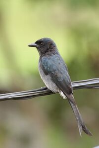 Thimindu White bellied Drongo 1.jpg
