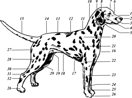 Стати собаки.png