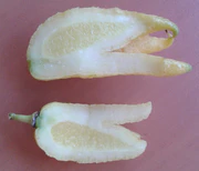 18 avril 2018 - Citron sans jus.jpg