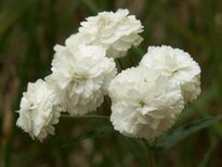 Achillea ptarmica flore pleno kz.jpg