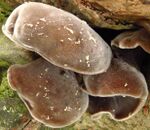 Auricularia polytricha redux2.jpg