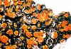 Caloplaca flavorubescens.jpg