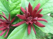 Calycanthus floridus.jpg