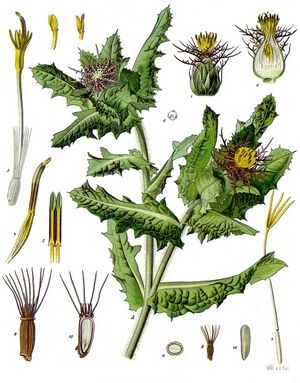 Centaurea benedicta - Köhler–s Medizinal-Pflanzen-043.jpg