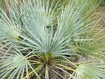 Chamaerops humilis argentea1.jpg