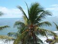 Coconut tree at sea side 1.jpg