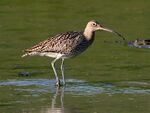 Curlew (Numenius arquata) (12).jpg