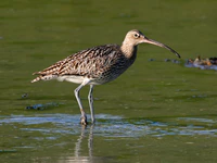 Curlew (Numenius arquata) (12)