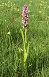 Dactylorhiza incarnata.jpg