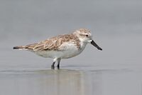 Eurynorhynchus pygmeus 2 - Pak Thale.jpg