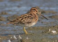 Gallinago gallinago (Scolopacidae) (Common Snipe), Lauwersmeer, the Netherlands.jpg
