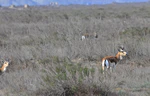Gazelle, Shirvan NP1.JPG
