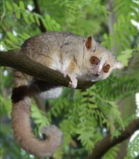 Gray Mouse Lemur 1 edit.JPG