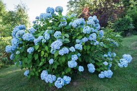 Hortensie, blau.jpg
